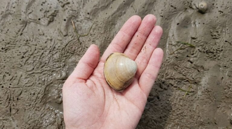 A close-up shot of a single, smooth clam held in an open palm against a textured mudflat background.