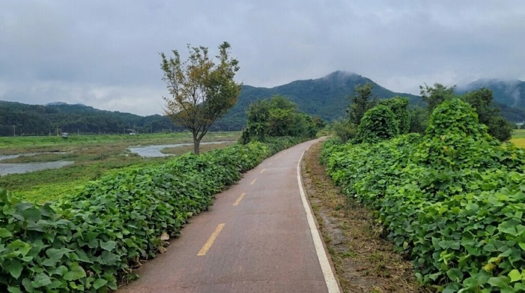 Flat cycling path through wetlands on the Saejae Bicycle Path before the climb to Suanbo