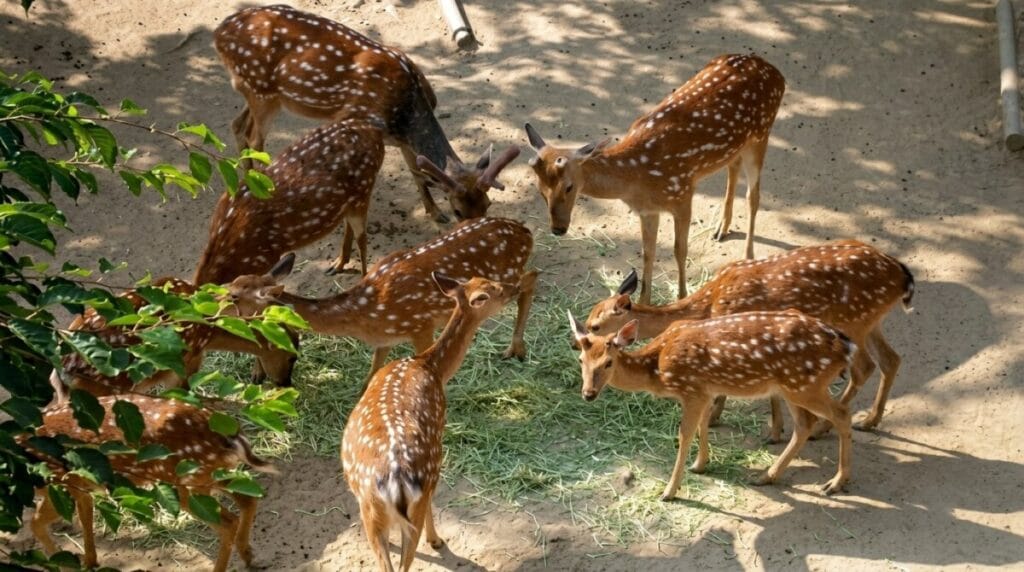 Spotted deer resting together in the Seoul Forest deer corral